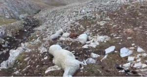 Гром усмрти 95 овци на планината Јакупица