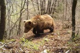 Македонија ќе учествува во генетското пребројување на кафеавата мечка
