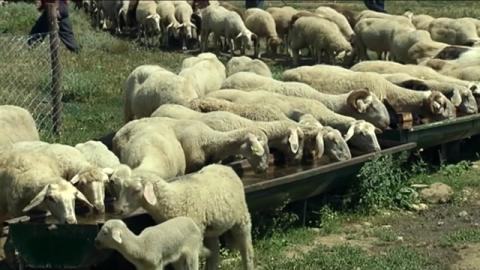 Потврдени 64 жаришта на сипаници кај овците и козите
