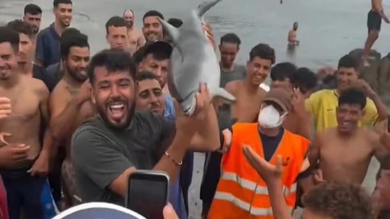 ГРОЗОМОРНО ВИДЕО - ДЕЛФИНЧЕ УбИЕНО НА ПЛАЖА ВО ШПАНИЈА, се тврди дека сторителите се мигранти
